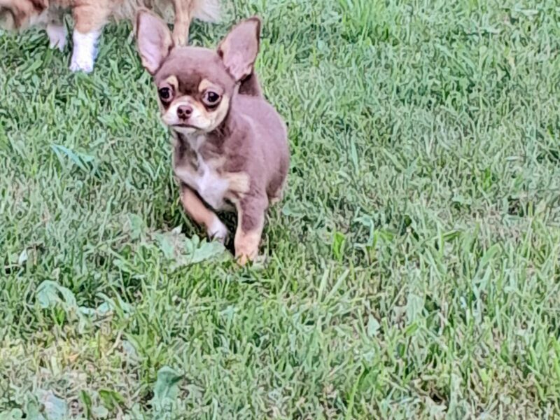 Chihuahua chocolate