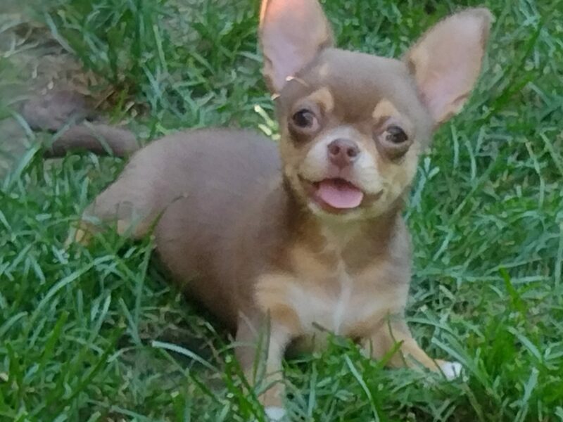 Chihuahua chocolate