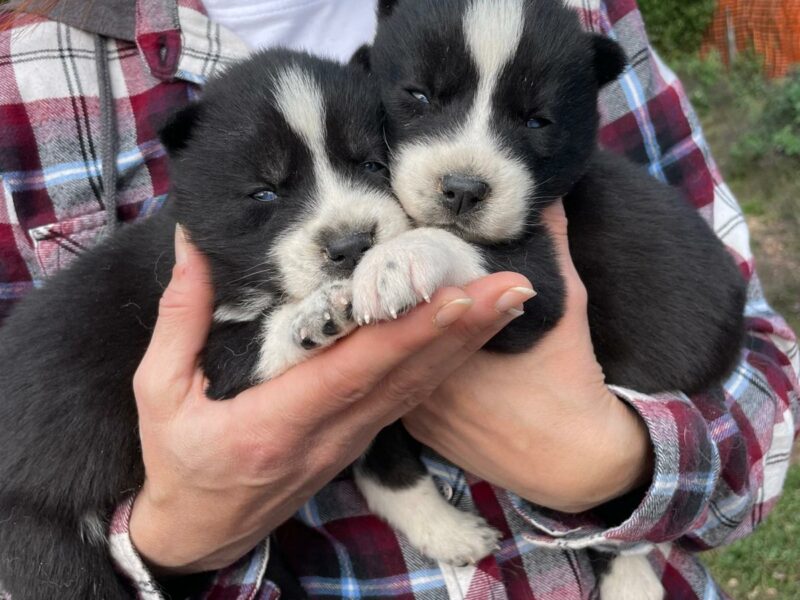 Cuccioli Siberian Husky