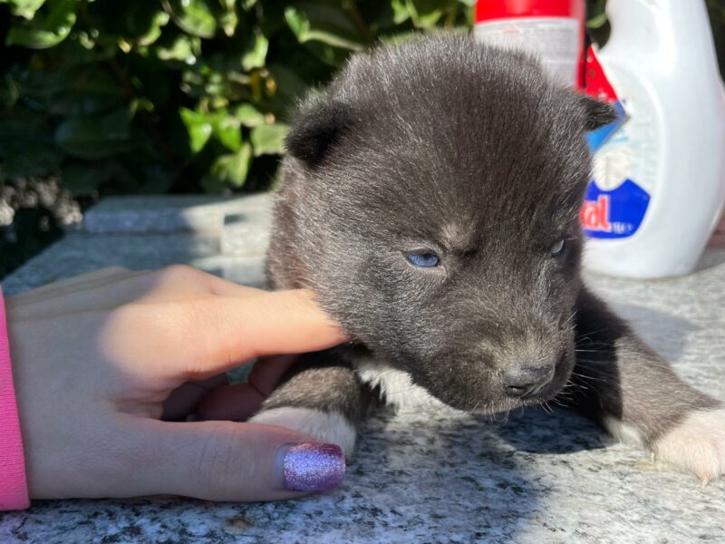 Cuccioli Siberian Husky